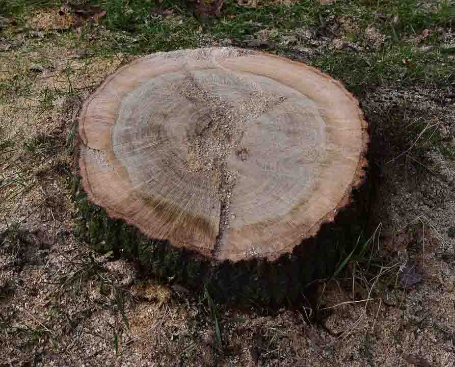 Kvarlämnad stubbe som ska fräsas bort